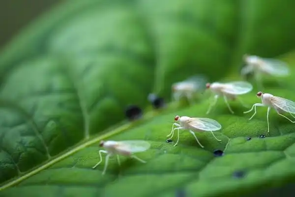 How Does Abamectin Spiromesifen Work on Resistant Pests?